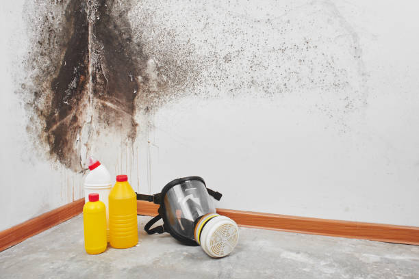 Best Crawl Space Mold Removal  in Santee, SC