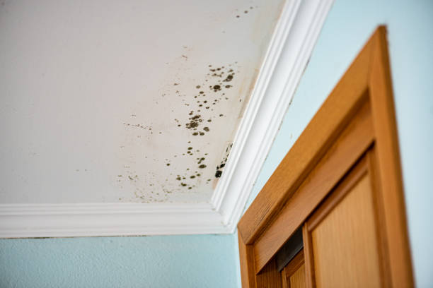 Best Fast Mold Removal  in Santee, SC